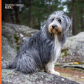 Vier-Pfoten Shooting (2P)